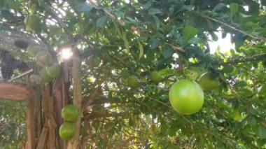 yaygın Crescentia cujete calabash meyveli ağacı