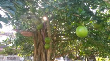 yaygın Crescentia cujete calabash meyveli ağacı