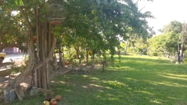 yaygın Crescentia cujete calabash meyveli ağacı