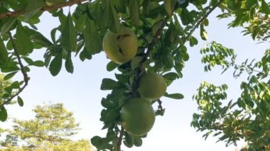 yaygın Crescentia cujete calabash meyveli ağacı