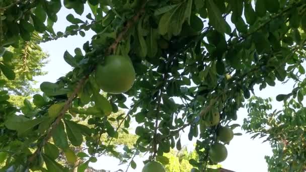 Crescente Comum Cujete Calabash Árvore Frutífera — Vídeo de Stock