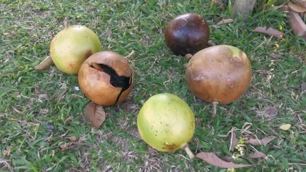 Biasa Crescentia Cujete Calabash Pohon Buah — Stok Video