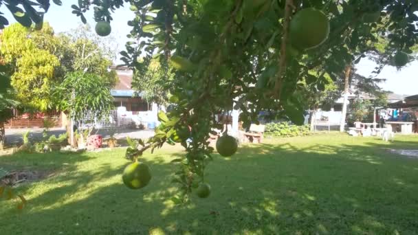 Crescentia Común Cujete Calabaza Árbol Frutal — Vídeo de stock