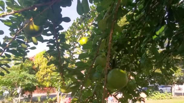 Crescentia Común Cujete Calabaza Árbol Frutal — Vídeos de Stock