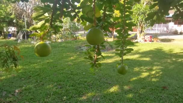 Biasa Crescentia Cujete Calabash Pohon Buah — Stok Video