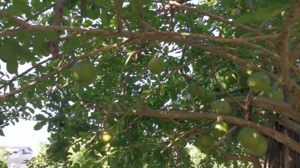 Crescentia Común Cujete Calabaza Árbol Frutal — Vídeos de Stock