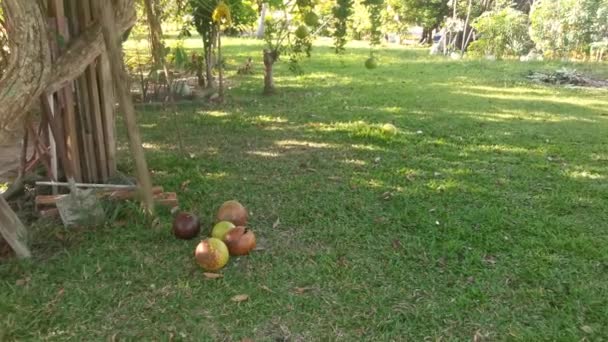 Wspólne Crescentia Cujete Calabash Drzewo Owocowe — Wideo stockowe