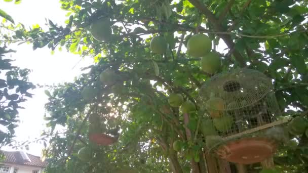 Crescente Comum Cujete Calabash Árvore Frutífera — Vídeo de Stock