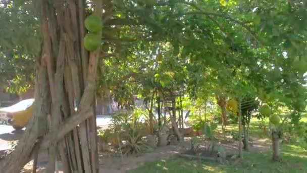 Arbre Fruitier Crescentia Cujete Calabash Commun — Video