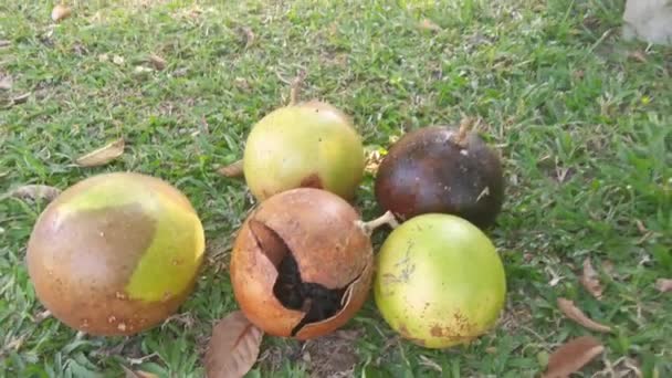 Crescentia Común Cujete Calabaza Árbol Frutal — Vídeos de Stock