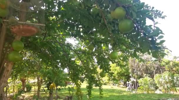 Közönséges Crescentia Cujete Calabash Gyümölcsfa — Stock videók