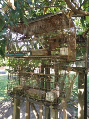 Zebra demir kafeste güvercin.