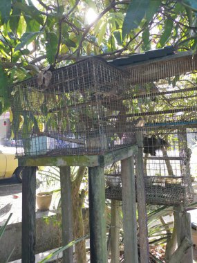 Zebra demir kafeste güvercin.