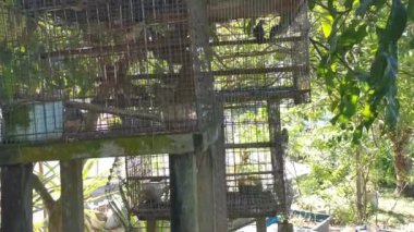 Zebra demir kafeste güvercin.