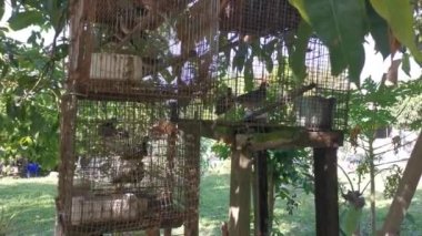 Zebra demir kafeste güvercin.