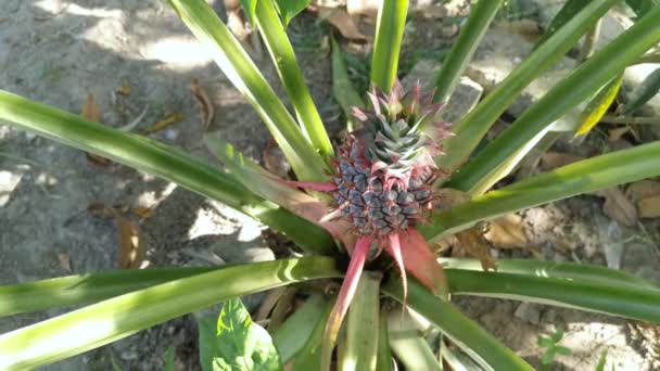 Fruta Piña Joven Con Corona Crecimiento Verde — Vídeos de Stock