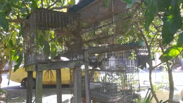 Colombe Zébrée Dans Cage Fer — Video