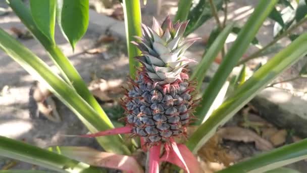 Fruta Piña Joven Con Corona Crecimiento Verde — Vídeos de Stock