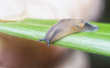 Küçük bahçe sümüklüböceği çimlerin üzerinde sürünüyor.