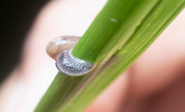 Küçük bahçe sümüklüböceği çimlerin üzerinde sürünüyor.