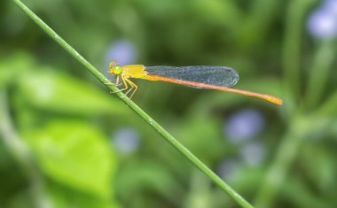 Renkli seriagrion kızböceğinin yakın çekimi.