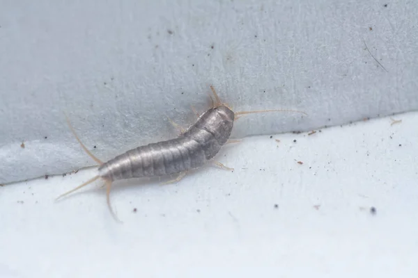 Tiny Lepisma Saccharina Insect Crawling Home Corridor — Stock Photo, Image