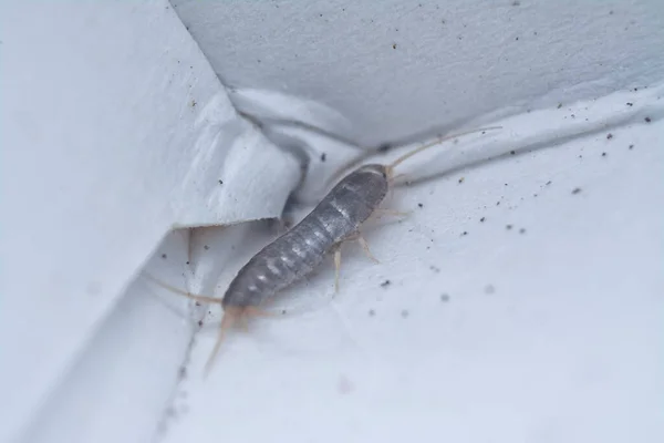 Tiny Lepisma Saccharina Insect Crawling Home Corridor — Stock Photo, Image