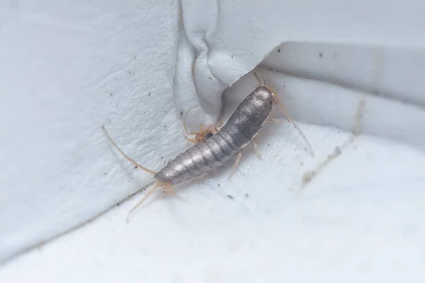 Ev koridorunda sürünen minik lepisma sakkarina böceği..
