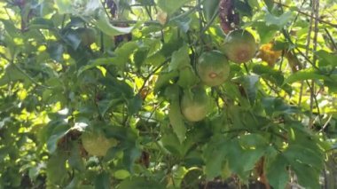 Üzüm kökünde asılı yeşil passiflora edulis meyvesi.
