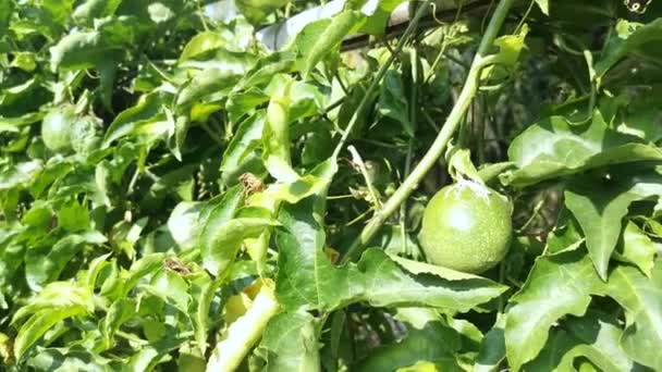 Green Passiflora Edulis Fruit Hanging Vinery Stem — Stock Video