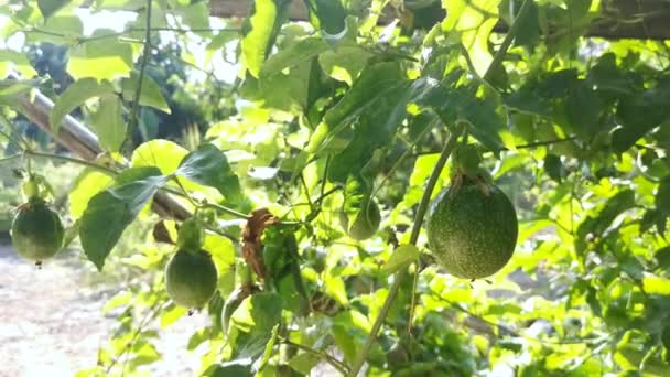 Zöld Passiflora Edulis Gyümölcs Lóg Szőlő Szárán — Stock videók