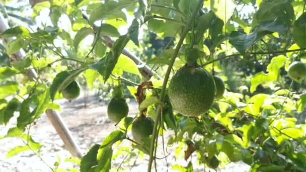 Green Passiflora Edulis Fruit Hanging Vinery Stem — Stock Video