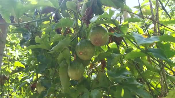 Πράσινα Φρούτα Passiflora Edulis Κρέμονται Στο Στέλεχος Οινοποιείο — Αρχείο Βίντεο