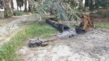 block of tree trunk burning into ashes.