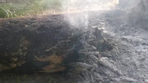 Block Tree Trunk Burning Ashes — Stock Video
