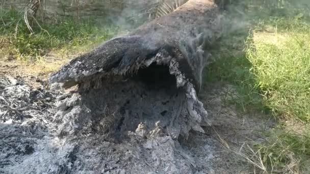 Block Tree Trunk Burning Ashes — Stok Video