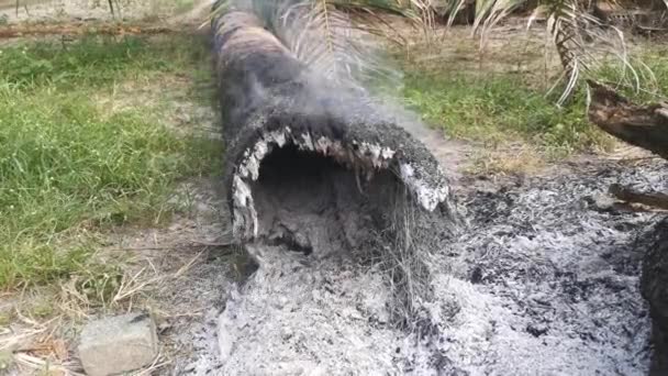 Block Tree Trunk Burning Ashes — Vídeos de Stock
