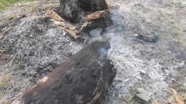 Block Tree Trunk Burning Ashes — Αρχείο Βίντεο