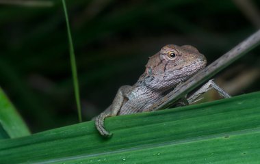 close shot of the Oriental Garden Lizard 