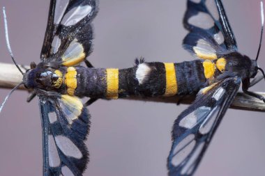 the amata bicincta moths mating