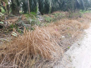 dead and dried field of grass either due pesticide or drought.