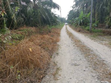 dead and dried field of grass either due pesticide or drought.