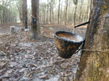 Beyaz lateks bardağa damlıyor..