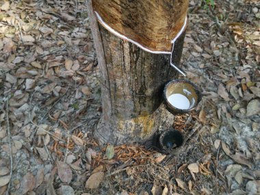 Beyaz lateks bardağa damlıyor..
