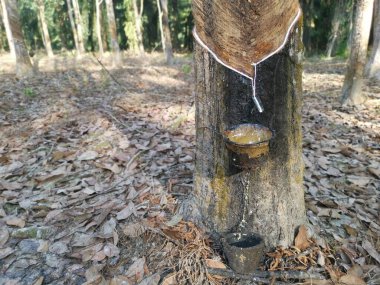 Beyaz lateks bardağa damlıyor..