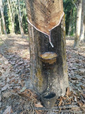 Beyaz lateks bardağa damlıyor..