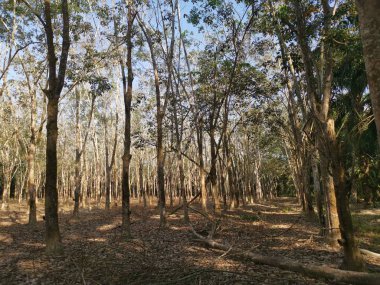 Lastik ağaç çiftliğinde gündüz çevre görüntüleri