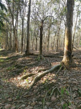 Lastik ağaç çiftliğinde gündüz çevre görüntüleri