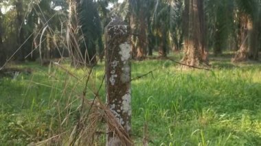 old rusty wasting barb-wired on the concrete pole