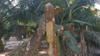 old rusty wasting barb-wired on the concrete pole